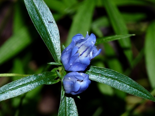 {Gentiana decora}